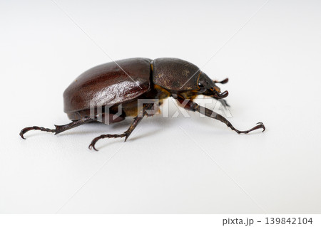 Top view of Asiatic rhinoceros beetle (Oryctes rhinoceros) isolated on white background. 139842104