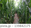 青々と茂るトウモロコシ畑の中を通る小道の風景写真 139842175