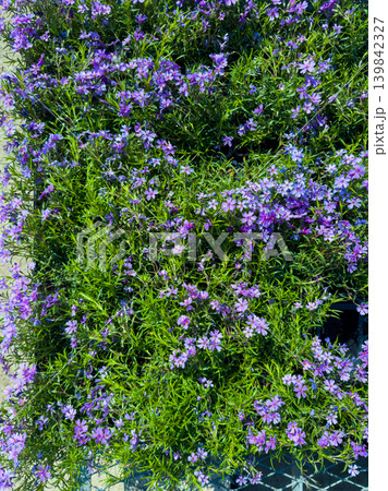 Purple flowers cover ground in a garden during daylight in springtime showing vibrant blooms and green leaves of the plants Purple flowers cover ground in a garden during daylight in springtime showing vibrant blooms and green leaves of the plants 139842327