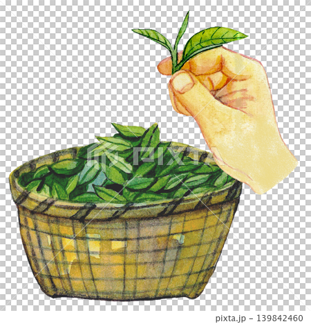 Fresh Tea Leaves in Basket with Hand Fresh Tea Leaves in Basket with Hand 139842460