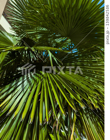 Palm leaves sway under warm sunlight in a tropical setting near a building on a clear day, creating a vibrant scene filled with green hues Palm leaves sway under warm sunlight in a tropical setting near a building on a clear day, creating a vibrant scene filled with green hues 139842586