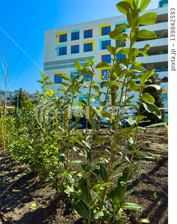 Young plants grow in a garden near a modern building under a clear blue sky during daytime in early spring Young plants grow in a garden near a modern building under a clear blue sky during daytime in early spring 139842593