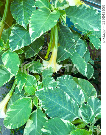 Green leaves and white flowers on a plant in a garden during daytime in a residential area Green leaves and white flowers on a plant in a garden during daytime in a residential area 139842659