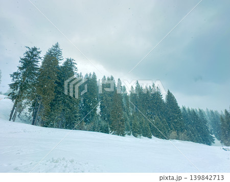 Snow covers tall trees on a winter day in a forested area, with gray clouds visible in the sky, suggesting heavy snowfall in the landscape Snow covers tall trees on a winter day in a forested area, with gray clouds visible in the sky, suggesting heavy snowfall in the landscape 139842713