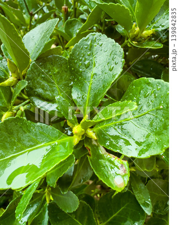 Fresh green leaves with droplets of water shine in the light after rain on a sunny day in a garden setting surrounded by nature Fresh green leaves with droplets of water shine in the light after rain on a sunny day in a garden setting surrounded by nature 139842835