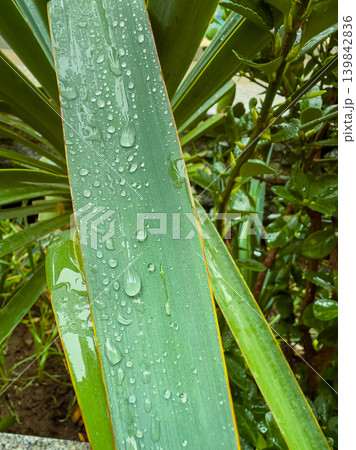 Water droplets on large green leaves after rain in a garden during the morning hours showcasing nature's beauty and freshness 139842836