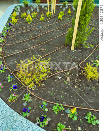 Garden layout shows plants arranged in neat rows with soil and irrigation lines clearly visible in an outdoor space during daytime Garden layout shows plants arranged in neat rows with soil and irrigation lines clearly visible in an outdoor space during daytime 139842873