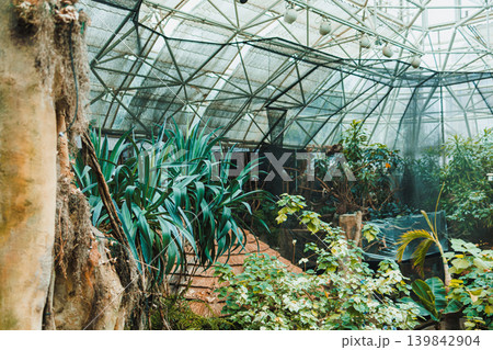 Inside a large greenhouse with plants, glass walls, and a structure supporting the roof in a warm setting during the daytime 139842904