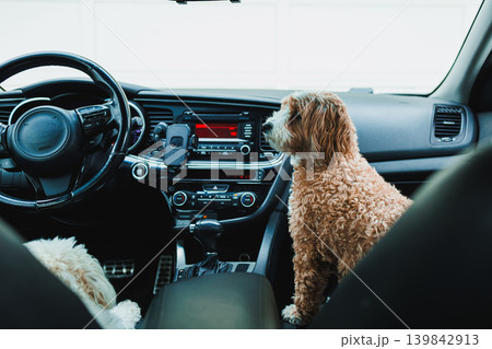 Mix of Toy Poodle and Havanese dog sits in car while another dog rests in the back seat during a sunny day 139842913