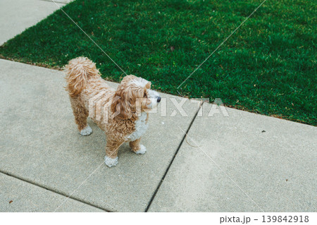 Dog stands on sidewalk next to grass in suburban area during daytime observing surroundings and enjoying the outdoor space Dog stands on sidewalk next to grass in suburban area during daytime observing surroundings and enjoying the outdoor space 139842918