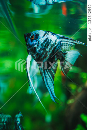 Swimming fish in a clear aquarium with green plants viewed during daylight hours creating an underwater scene 139842940