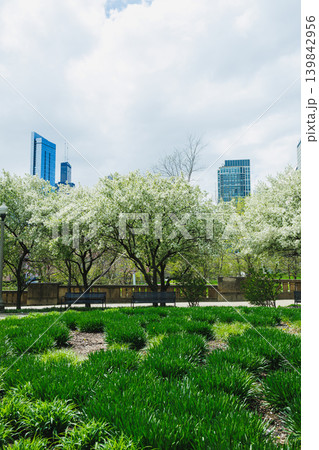 Bright trees with white blooms stand against city buildings in a public park during springtime in Chicago on a cloudy day Bright trees with white blooms stand against city buildings in a public park during springtime in Chicago on a cloudy day 139842956