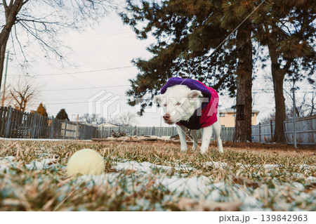 Dog in purple coat plays with ball in backyard during winter day in residential area Dog in purple coat plays with ball in backyard during winter day in residential area 139842963