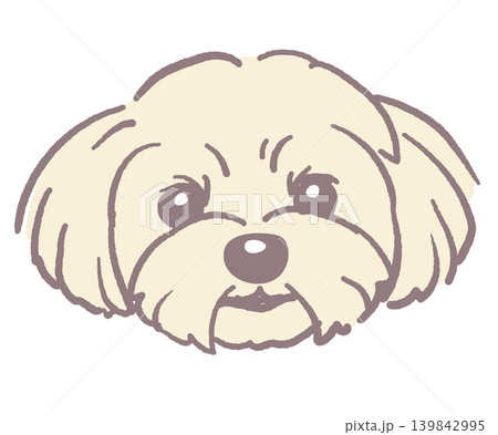 マルチーズ。犬の顔のイラスト素材。ベクター マルチーズ。犬の顔のイラスト素材。ベクター 139842995