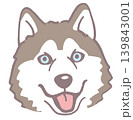 シベリアンハスキー。犬の顔のイラスト素材。ベクター 139843001