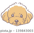 トイプードル。犬の顔のイラスト素材。ベクター 139843003