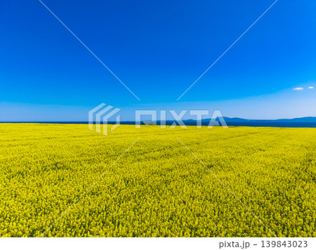 Wide open field of bright yellow flowers under a clear blue sky with distant mountains on a sunny day in spring Wide open field of bright yellow flowers under a clear blue sky with distant mountains on a sunny day in spring 139843023