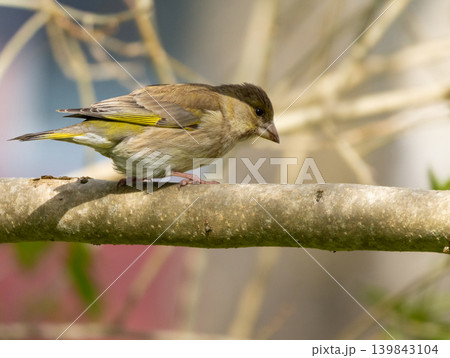 European Greenfinch, Chloris chloris. A bird sits on a branch 139843104