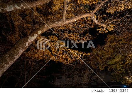 ライトアップされた紅葉 ライトアップされた紅葉 139843345