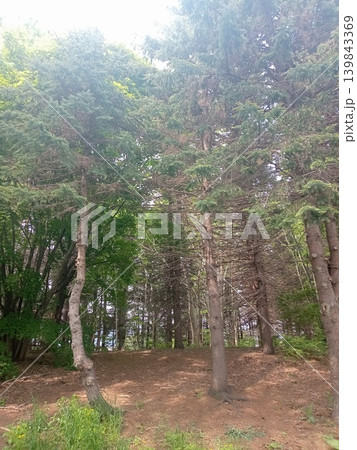 青空と新緑の美しい大樹 豊かな自然と木漏れ日(公園) 青空と新緑の美しい大樹 豊かな自然と木漏れ日(公園) 139843369