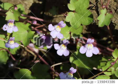 春の道端に咲く薄紫色のツタバウンランの小さな花 春の道端に咲く薄紫色のツタバウンランの小さな花 139843386