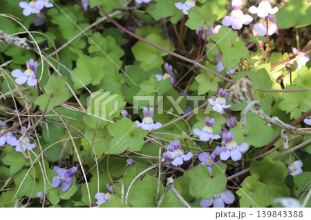 春の道端に咲く薄紫色のツタバウンランの小さな花 春の道端に咲く薄紫色のツタバウンランの小さな花 139843388