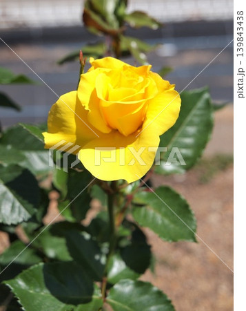 鮮やかな黄色のバラのつぼみと花 139843438