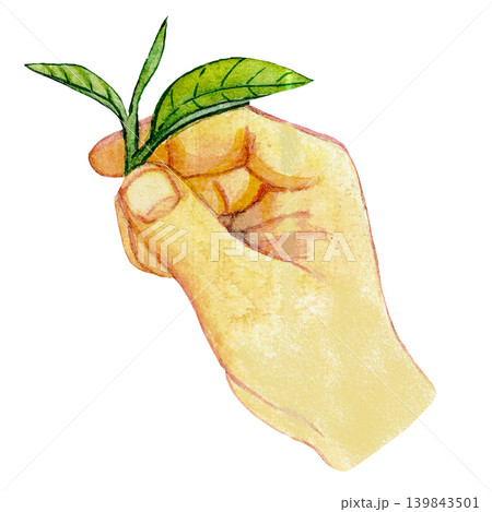 Hand Holding Fresh Matcha Leaves 139843501