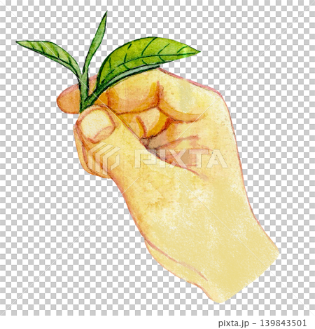 Hand Holding Fresh Matcha Leaves 139843501