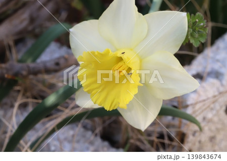 春の庭に咲く白い花びらに黄色い副花冠のラッパズイセンの花と極く小さな黒い虫の様子 139843674
