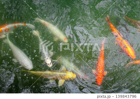 Colorful koi fish in the pond of Hiroshima Castle, Japan Colorful koi fish in the pond of Hiroshima Castle, Japan 139843796