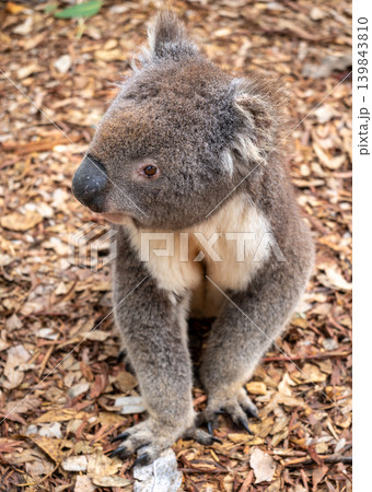 Koala sitting on a bed of dry leaves on Kangaroo Island Koala sitting on a bed of dry leaves on Kangaroo Island 139843810