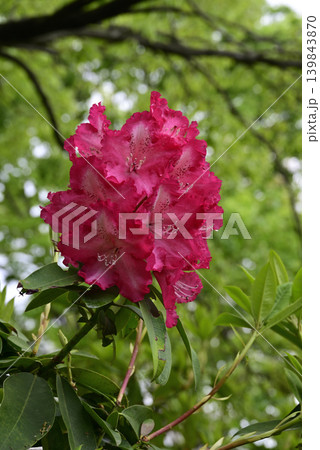 赤いシャクナゲの花 赤いシャクナゲの花 139843870