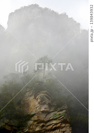 A pine tree on top of a cliff in the Tianmenshan Mountains in heavy fog near Zhangjiajie, China 139843932