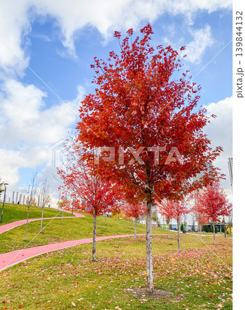 Bright Red Maple Trees in Autumn City Park Bright Red Maple Trees in Autumn City Park 139844132