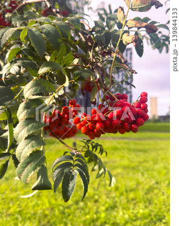 Red Rowan Berries on Branch in Summer Park Red Rowan Berries on Branch in Summer Park 139844133