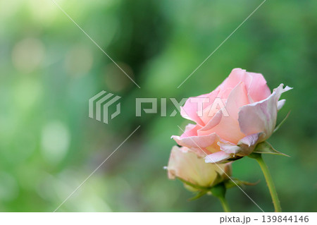多くの人々の心を癒す色とりどりに咲き誇るバラの花たち 139844146