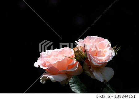 多くの人々の心を癒す色とりどりに咲き誇るバラの花たち 139844151