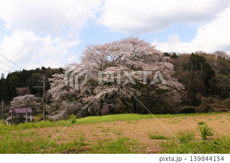 となりのトトロの風景 139844154