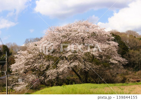 となりのトトロの風景 139844155