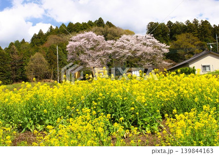 となりのトトロの風景 139844163