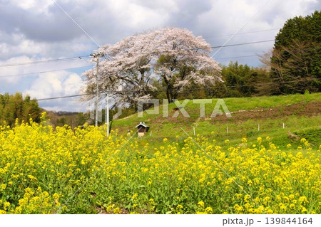 となりのトトロの風景 139844164