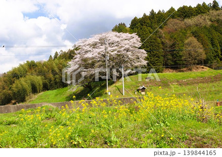 となりのトトロの風景 となりのトトロの風景 139844165