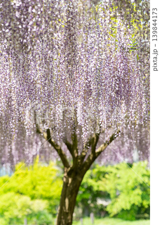 満開の藤の花 満開の藤の花 139844173