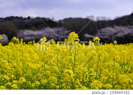 春の訪れを告げる菜の花畑 春の訪れを告げる菜の花畑 139844182