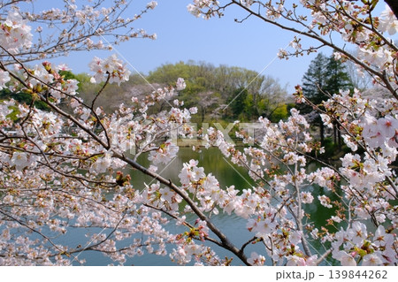 桜咲く三ッ池公園 神奈川県横浜市 桜咲く三ッ池公園 神奈川県横浜市 139844262