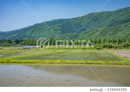 奥琵琶湖の長閑な田園風景　メタセコイア並木　滋賀県高島市マキノ町 139844280