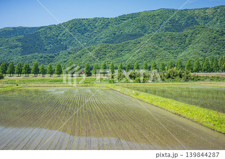 奥琵琶湖の長閑な田園風景 メタセコイア並木 滋賀県高島市マキノ町 奥琵琶湖の長閑な田園風景 メタセコイア並木 滋賀県高島市マキノ町 139844287