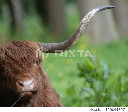 Close up Scottish Highland Cow Resting in Green Forest Meadow 139844297