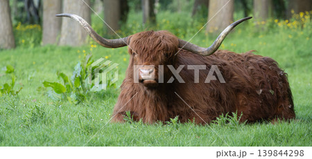 Scottish Highland Cow Resting in Green Forest Meadow Scottish Highland Cow Resting in Green Forest Meadow 139844298